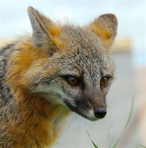Gray Fox Grey Fox Pet Fox Fox