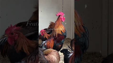Feather Lover Farms Ayam Ketawa Laughing Chicken Youtube