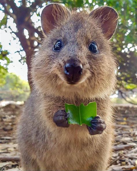 Quokka Animal Quokkas Are The World S Happiest Animal And These Pics