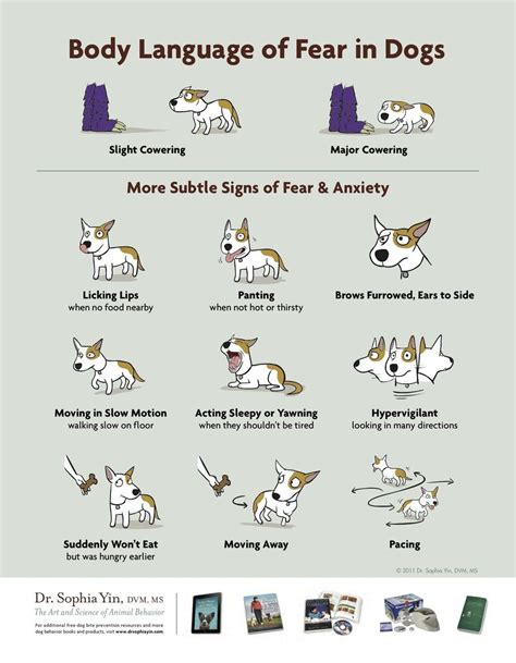 Learn Your Dogs Body Language Dog Body Language Body Language Dog