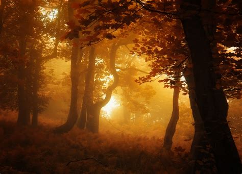 Nature Forest Mist Leaves Fall Trees Amber Atmosphere Plants