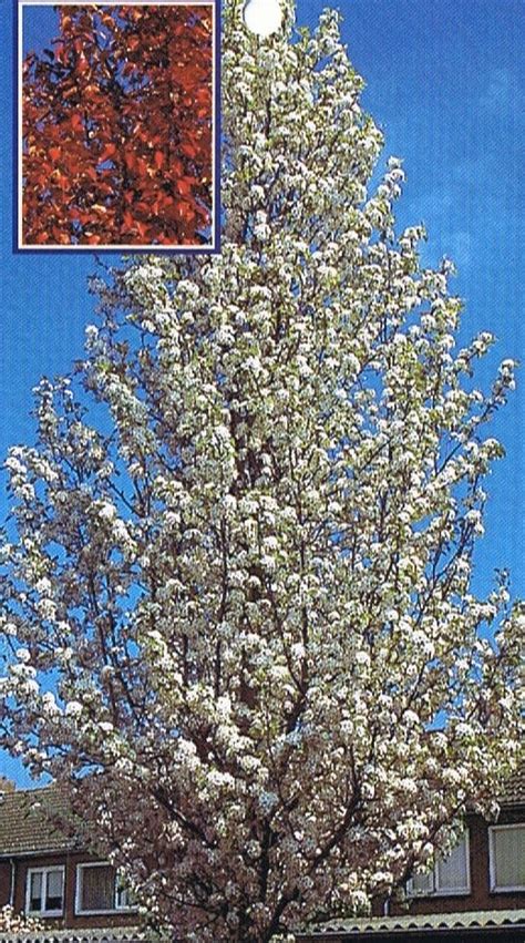 Cleveland Select Flowering Pear Pyrus Calleryana