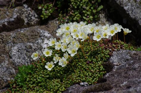 イワウメ By Usatako （id：1371172） 写真共有サイトphotohito