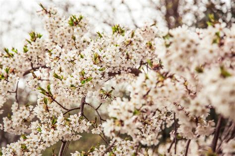 Pretty Photos Of Cherry Blossoms Popsugar Smart Living Photo 4