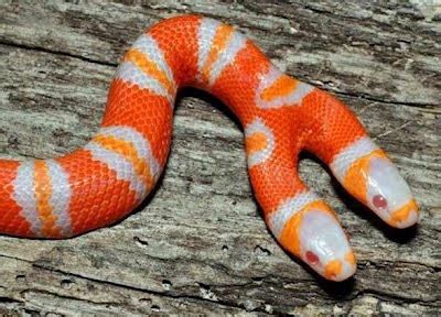Ular jali termasuk jenis ular sawah yang tidak berbisa, sehingga aman bagi manusia. hanya sembang: Gambar-gambar haiwan kembar siam