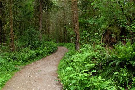 Greenery On The Dark Forest Trail Photograph By Connor Tupper Pixels