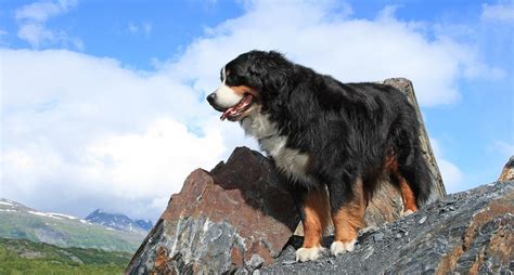 Bernese Mountain Dogs Everything You Need To Know About