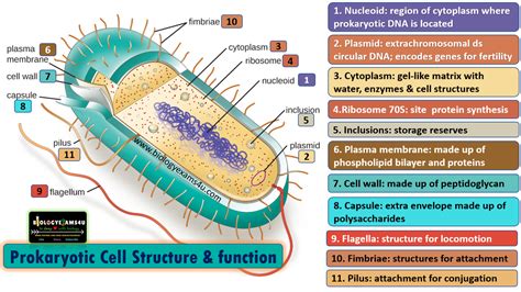 11 Prokaryotic Cell Structure And Their Function