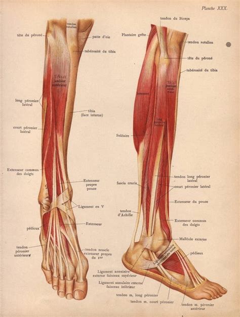 Leg Tendons Diagram