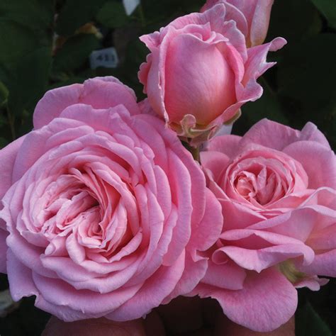 Summer Romance™ Floribunda Rose Floribunda Roses Edmunds Roses