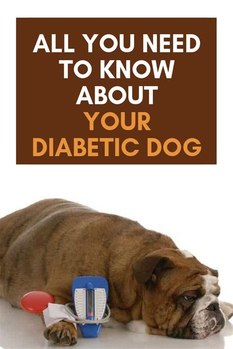 All You Need To Know About Your Diabetic Dog Diabetic Dog Dog Health