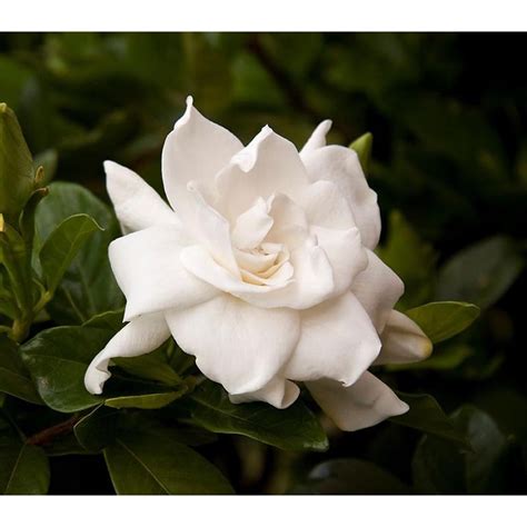 Monrovia White August Beauty Gardenia Flowering Shrub In Pot With Soil