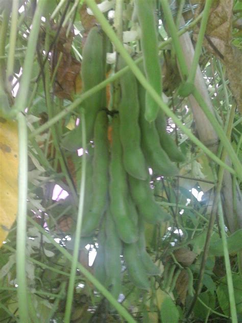 Kacang jenis ini tidaklah popular seperti kacang panjang, maka tidak hairanlah jika ia jarang dijumpai dijual di pasar tani atau pasaraya. KACANG ITIK@KACANG PARANG@ KACANG PERIUK | My Mix Garden
