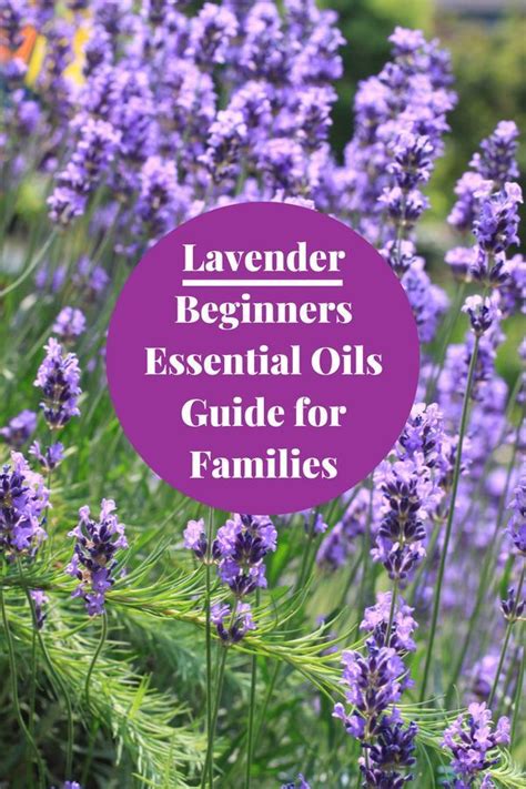 Lavender Beginners Essential Oils Guide For Families Essential Oils Guide Are Essential