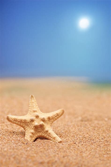 A Beach Sand With Sea Shell And Star Fis Stock Image Image Of Nature