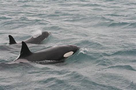 Orca Orca Killer Whale