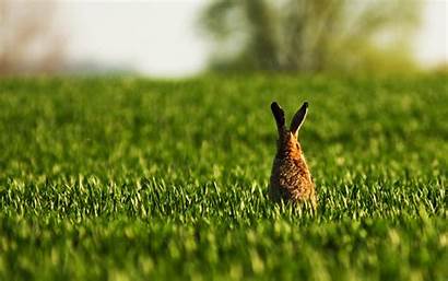 Rabbit Bunny Wallpapers Animal Widescreen Background Desktop