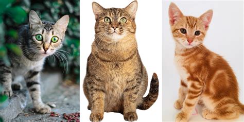 Identifying The 5 Types Of Tabby Cat Markings