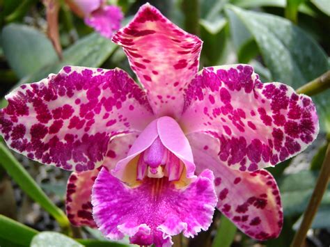 Algumas Espécies De Orquídeas Apresentam Flores Que Mimetizam Vespas Fêmeas