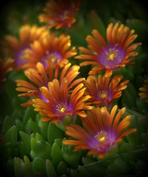 Ice Plant Flowers Photograph By Nathan Abbott Fine Art America