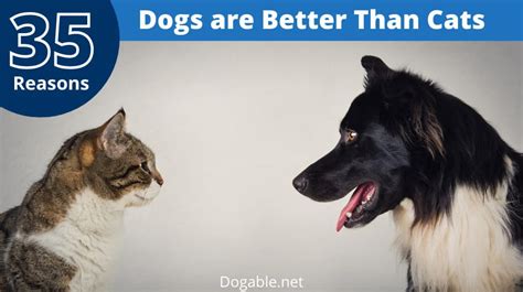 35 Reasons Why Dogs Are Better Than Cats
