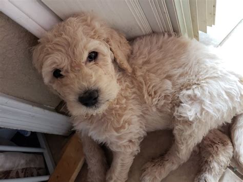 Many breeds of puppies for sale in malta , some are sold cheap. Goldendoodle puppy dog for sale in Kingman, Arizona