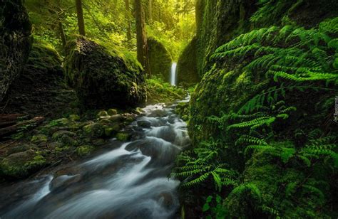 Stany Zjednoczone Stan Oregon Rezerwat Przyrody Columbia River Gorge