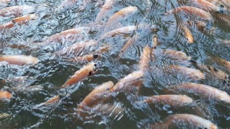 Maka tak heran jika budidaya ikan mas semakin merajalela dan juga para jenis ikan mas sendiri terdiri dari 2 macam, yaitu mas hias dan konsumsi. Asyik... Memberi makan ikan Nila - YouTube