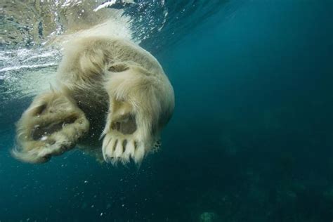 Underwater Polar Bear Hudson Bay Nunavut Canada Photographic Print