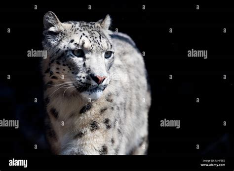 Snow Leopard Close Up Portrait While Looking At You Stock Photo Alamy
