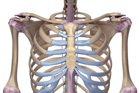 Rib Cage Thoracic Spine Anatomy The Bones Of The Rib Cage Are The