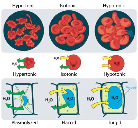 Although the presence of a hypotonic or hypertonic solution initiates swelling or shrinking, respectively, often the volume change is not maintained. Osmosis - Biology