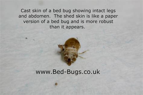 Bed Bug Husks Pictures Bangdodo