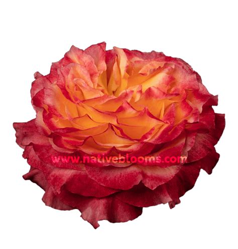 Alibaba.com offers 1,616 free rose bushes products. Free Spirit Roses | Wholesale Ecuadorian Roses | Native ...