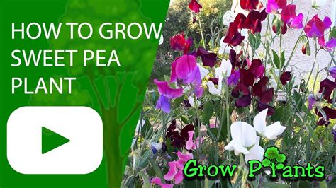How To Grow Sweet Pea Plant Youtube