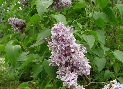 Syringa Vulgaris Common Lilac Go Botany