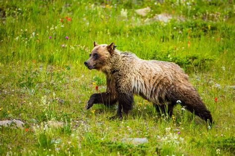 A Grizzly Bear Grazing And Running In Kananaskis Christopher Martin