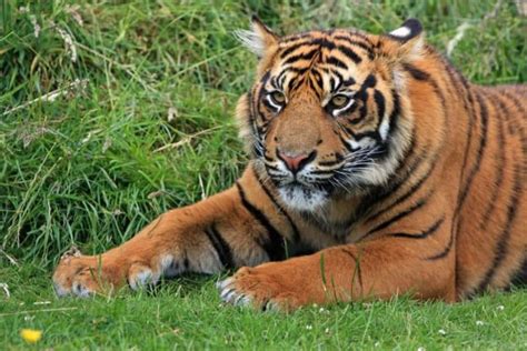Cuántas especies de tigres existen Tipos de tigres