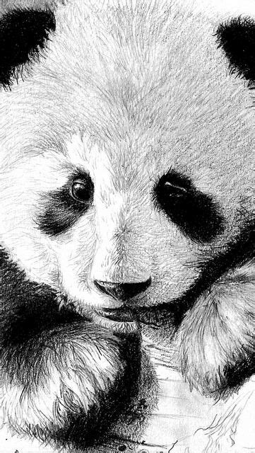 510 Ideeën Over Panda Art In 2021 Panda Pandaberen Dieren