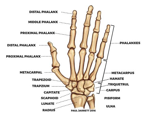 Hands Gallery Human Body Anatomy Hand Anatomy Anatomy Bones