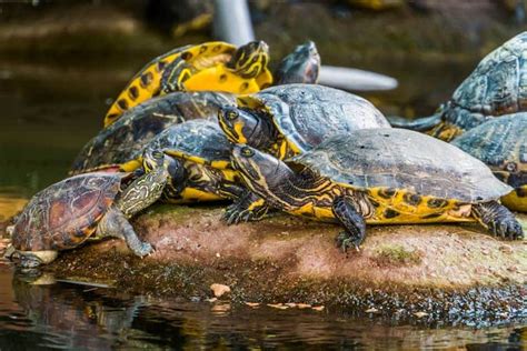 Yellow Bellied Slider Breeding And Eggs Complete Guide Reptile Scout