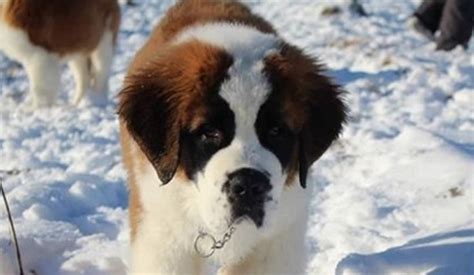 We carry mulches consisting of shredded hardwood, cypress, cedar, all bark cypress, pine bark, pine bark nuggets, pine straw and black color enhanced. 14 Pictures Proving That St. Bernards Love Nature | Page 3 ...