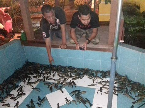 Cara budidaya lobster air tawar dikolam terpal. PEMBEKAL BENIH UDANG KARA (LOBSTER) KETUTU KELI TILAPIA ...