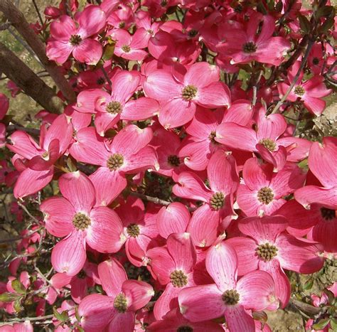 Cherokee Chief Dogwood 5 M A Large Flowering Shrub With Deep Rosy Red