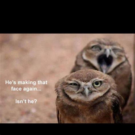 Pin By Morgan Leeson On Just Funny Funny Owls Animal Captions Cute