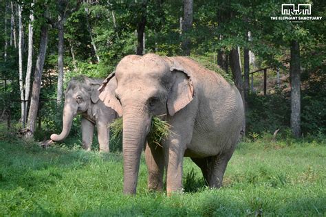 tennessee s elephant sanctuary celebrates world elephant day