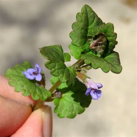 Feb 07, 2019 · identifying creeping charlie purple flower of the creeping charlie weed. Weekly Weeder #25 - Creeping Charlie+ Wildcrafting Wednesday
