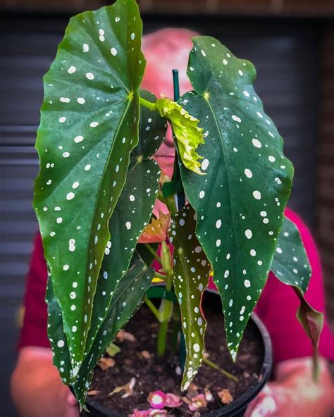 Richgro Garden Products 🇦🇺 On Instagram Begonia Maculata Wightii Or