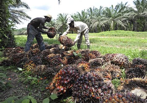 Promotes market expansion of malaysian palm. Demand for Malaysian palm oil set to rebound — Council ...