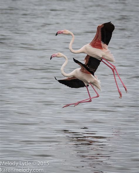 Greater Flamingo South Africa September 2015 Phoeniconaias Melody